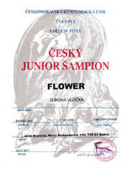 Český Junior Šampion