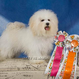 Debbie - 10 months old, CAC Show, 2015