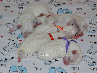 Puppies - 2 days old