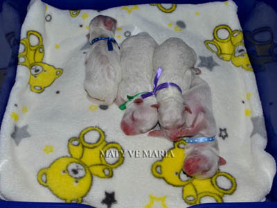 Puppies 1st day