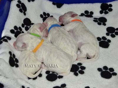 puppies litter I - 2 days old