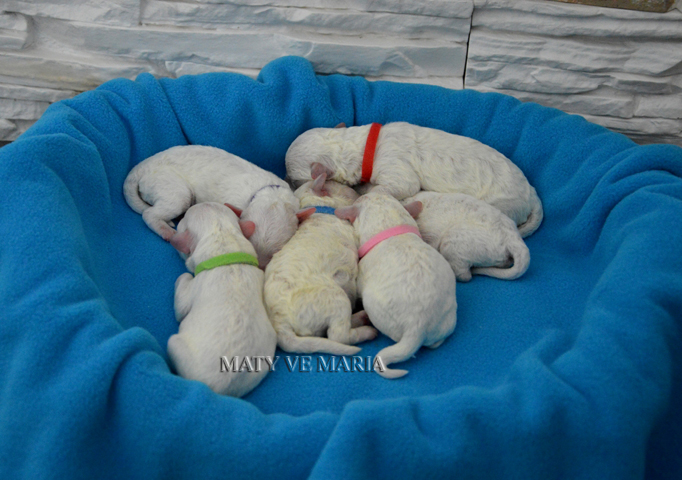 puppies litter J - 2 days old