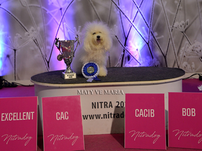 Janette - 16 měsíců, Mezinárodní výstava psů Nitra 2018