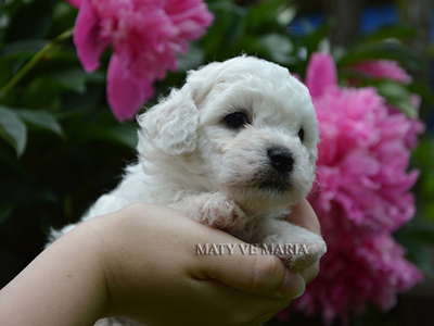 Marco - 4 weeks old