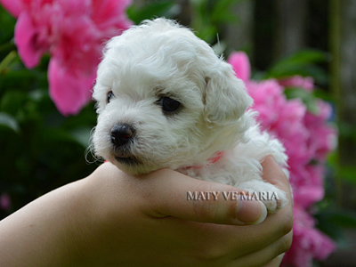 Melody - 4 weeks old