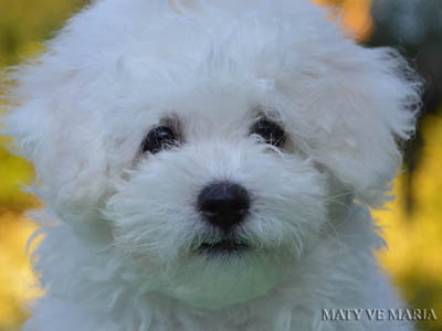 Melody - 11 weeks old