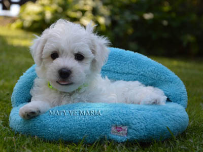 Matteo - 6 weeks old