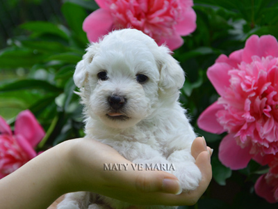 Matteo - 4 weeks old